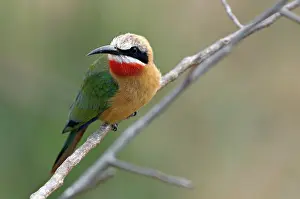 Persicus: Swallow Tailed Bee-eater