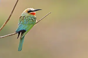 Persicus: Swallow Tailed Bee-eater