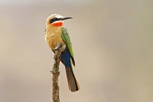 Persicus: Swallow Tailed Bee-eater