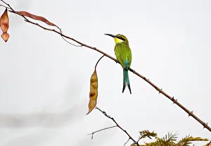 Thin: Swallow-tailed Bee-eater - on thin branch with seed pods
