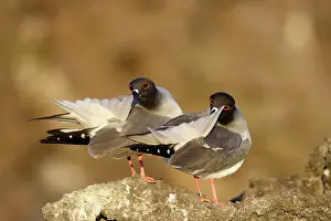 Furcatus: Swallow-tailed Gull