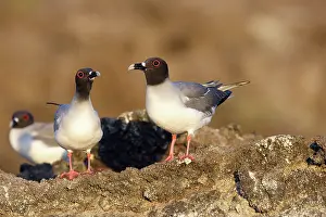 Furcatus: Swallow-tailed Gull