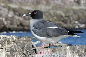 Furcatus: Swallow-tailed Gull
