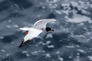 Furcatus: Swallow-tailed Gull