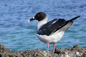 Furcatus: Swallow-tailed Gull