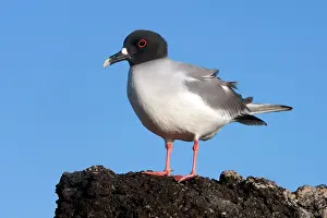 Furcatus: Swallow tailed Gull