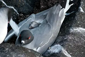 Furcatus: Swallow-tailed Gull