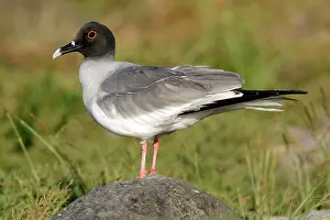 Furcatus: Swallow-tailed Gull