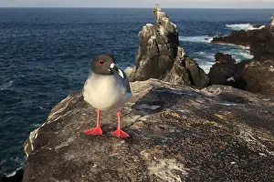 Furcatus: Swallow tailed Gull