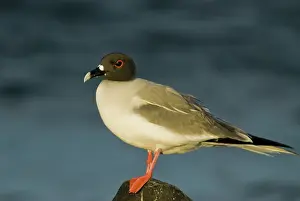 Plaza: Swallow-tailed gull