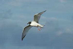 Espanola: Swallow-tailed gull