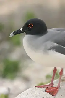 Furcatus: Swallow-tailed Gull