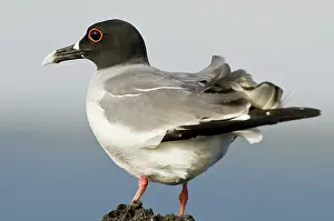 Plaza: Swallow-tailed gull