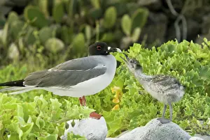 Furcatus: Swallow-tailed gull chick and adult