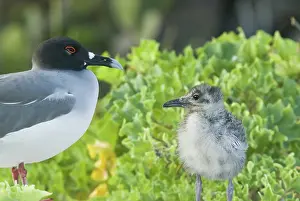 Furcatus: Swallow-tailed gull chick and adult