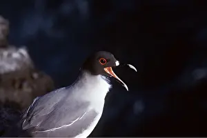 Gulls: SWALLOW-TAILED GULL - close-up of head, calling