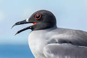 Seagull: Swallow-tailed Gull (Creagrus furcatus), Galapagos I