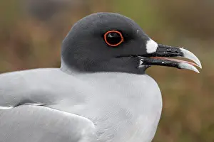 Seagull: Swallow-tailed Gull (Creagrus furcatus), Galapagos I