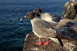 Furcatus: Swallow-tailed Gull - Espanola Island