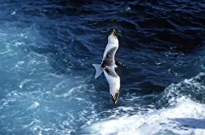 Furcatus: Swallow-Tailed Gull - in flight over sea