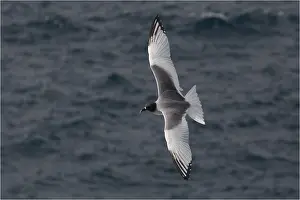 Espanola: Swallow-tailed Gull - Flying - off Suarez Point