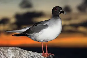 Pete: Swallow-tailed Gull (Larus furcatus) Punto