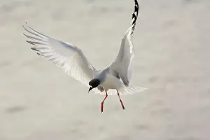 Furcatus: Swallow-tailed Gull - the only night-flying gulls