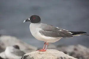 181017: Swallow-tailed Gull - Perched on a rock - Epanola