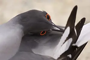 Furcatus: Swallow-tailed Gull preening