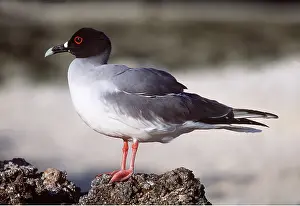 Gulls: SWALLOW-TAILED GULL - on rock