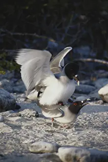 1988: Swallow-tailed Gulls