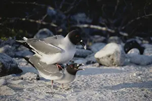 1988: Swallow-tailed Gulls