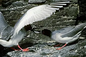 Furcatus: Swallow-Tailed Gulls