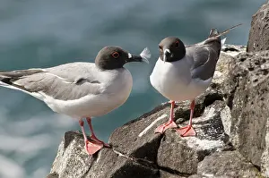 Plaza: Swallow-tailed gulls