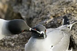 Plaza: Swallow-tailed gulls