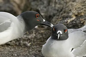 Plaza: Swallow-tailed gulls