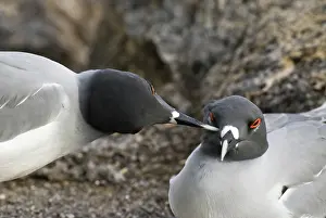 Plaza: Swallow-tailed gulls