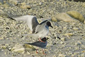 Reproduce: Swallow-tailed gulls mating