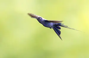190918: Swallow-tailed Hummingbird (Eupetomena macroura