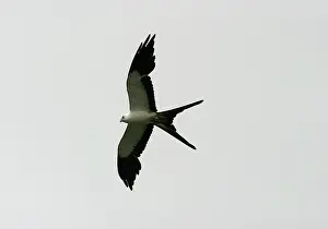 Forficatus: Swallow-tailed Kite