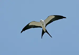 Forficatus: Swallow-tailed Kite