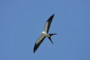Forficatus: Swallow-tailed Kite