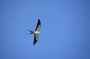 Forficatus: Swallow-Tailed Kite