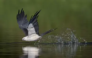 Hawk: Swallow-tailed Kite (Elanoides forficatus) drinking in flight