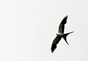 Forficatus: Swallow-tailed Kite - in flight