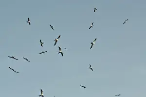 Kettle: Swallow-Tailed Kite Flock