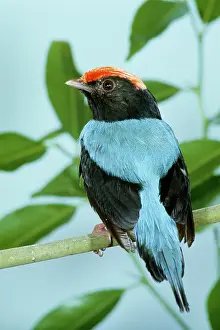 Manakin: Swallow-tailed Manakin