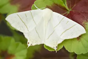 130619: Swallow-tailed Moth - Norfolk UK