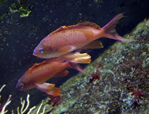 Anthias: Swallow tailed seaperch