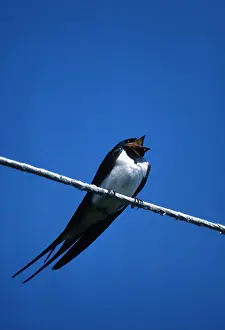 Wire: SWALLOW - on telegraph wire